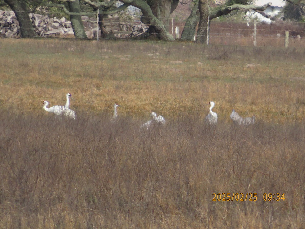 Whooping Crane - ML631293033