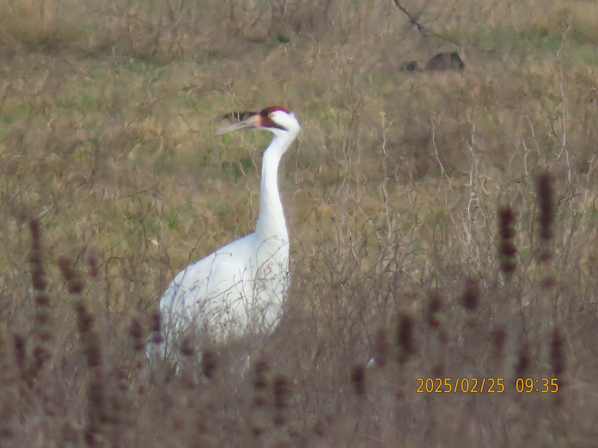 Whooping Crane - ML631293049