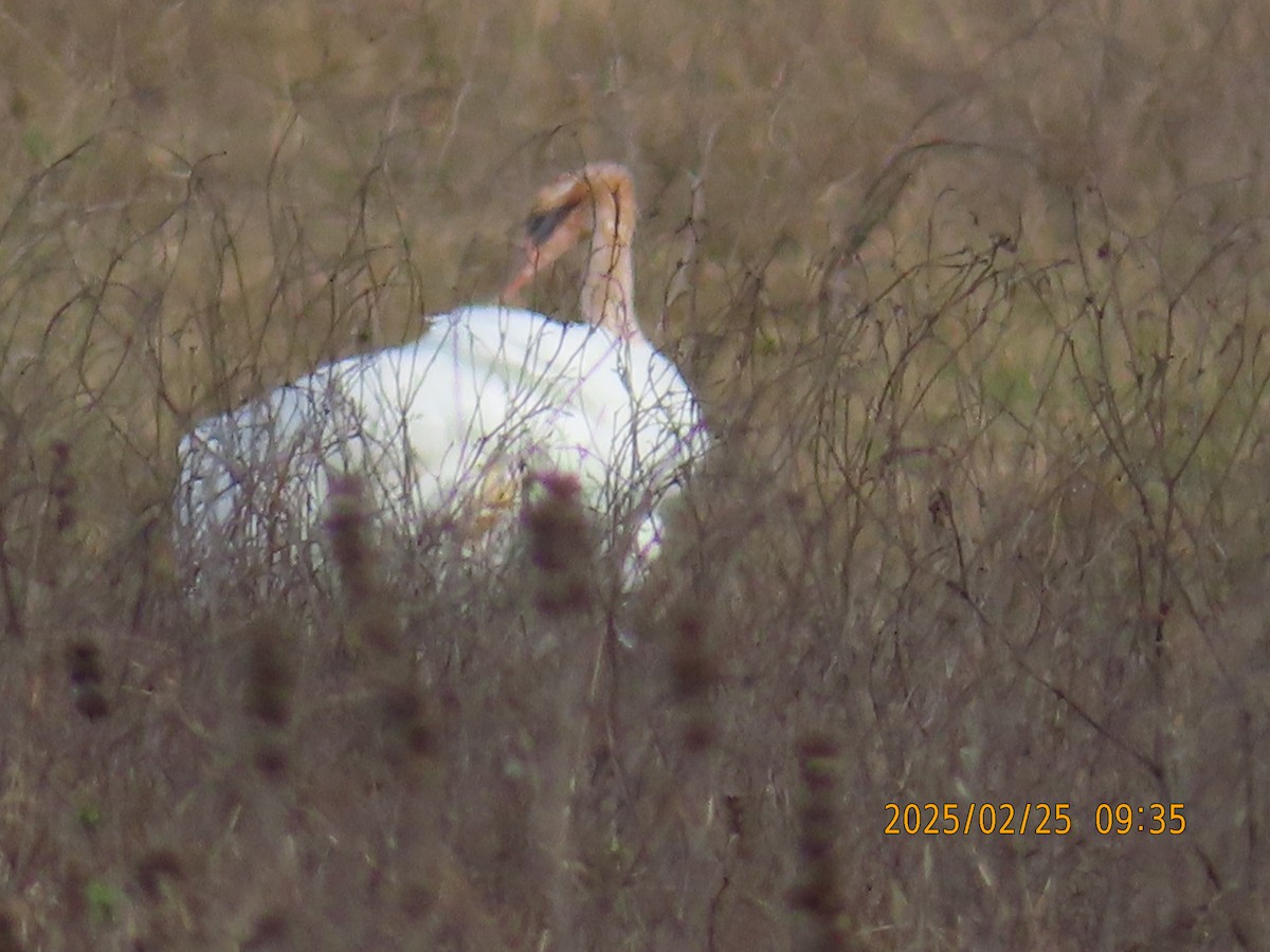 Whooping Crane - ML631293088
