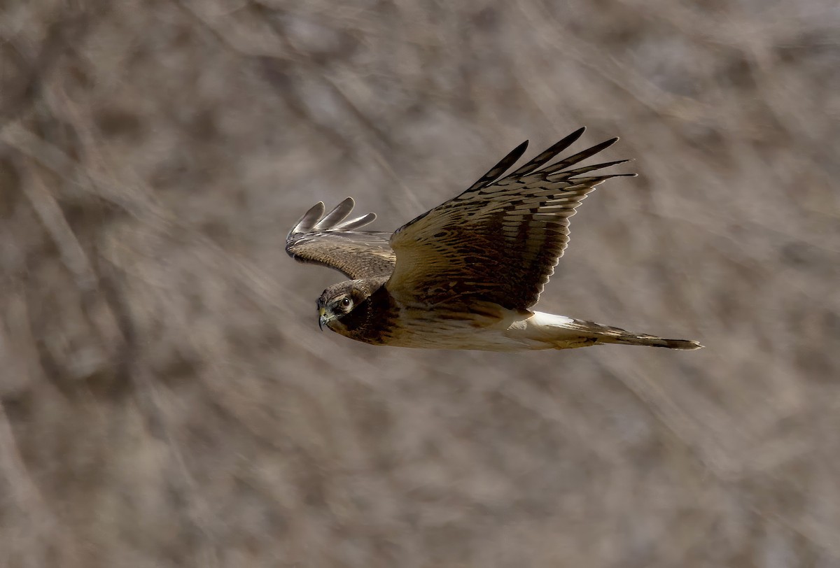 Northern Harrier - Kathryn Keith
