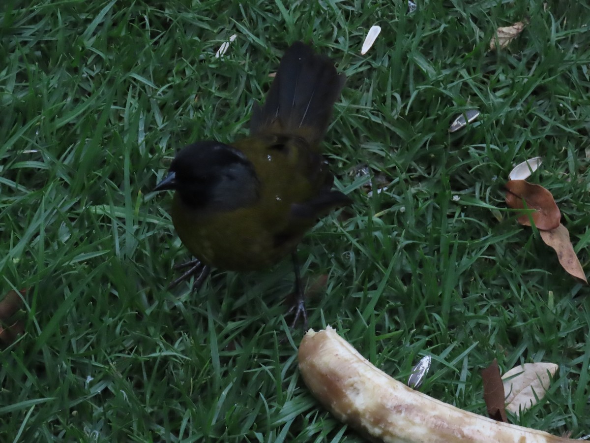 Large-footed Finch - ML631293136