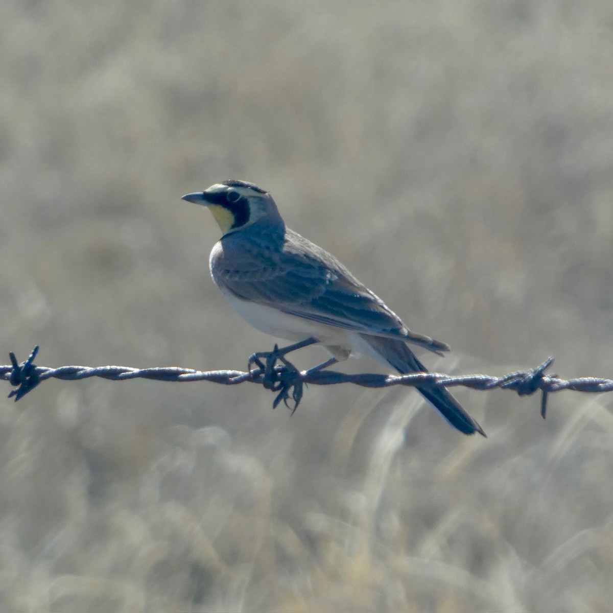 Horned Lark - ML631293209