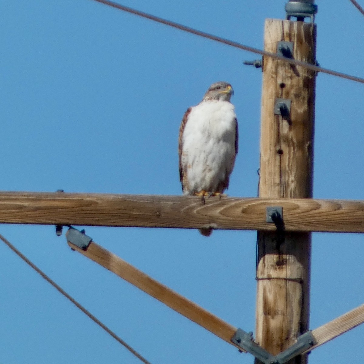 Ferruginous Hawk - ML631293280