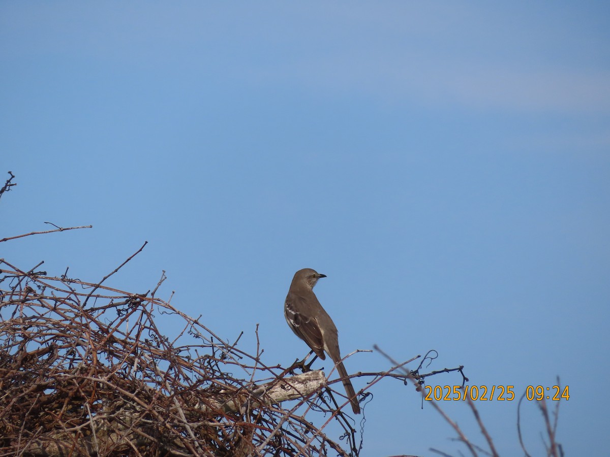 Northern Mockingbird - ML631293358