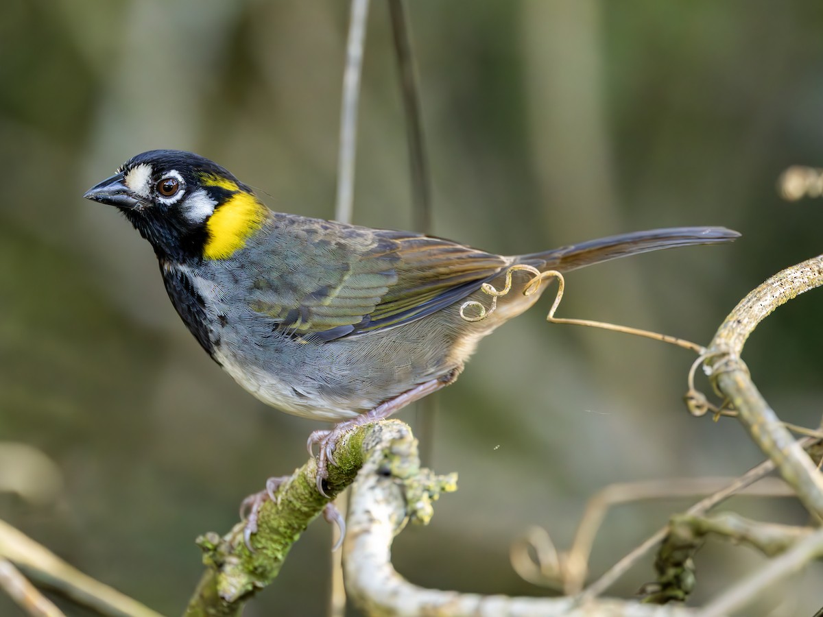 White-eared Ground-Sparrow - Peter Kondrashov