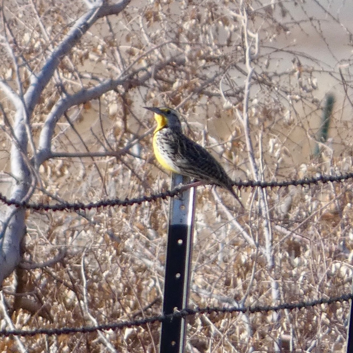 Western Meadowlark - ML631293490