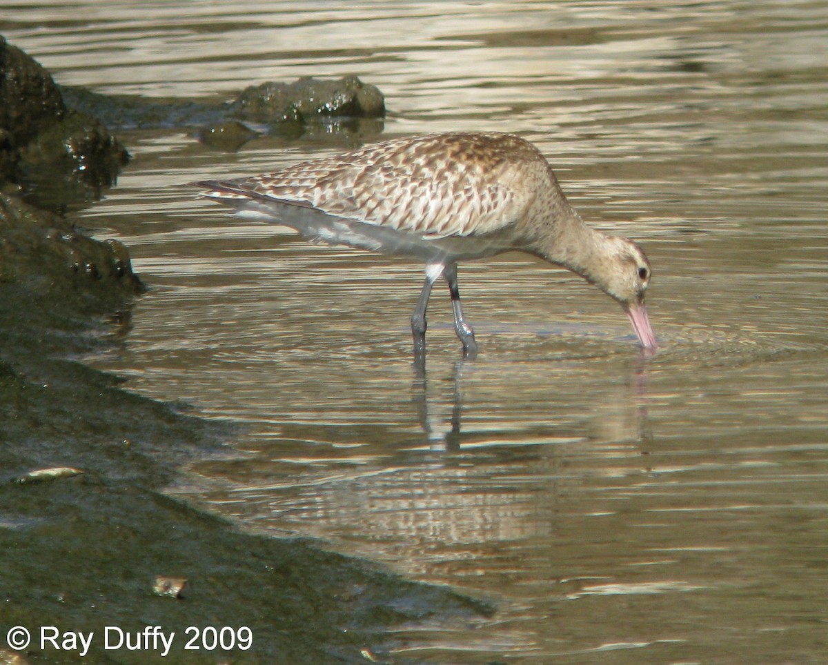 Bar-tailed Godwit - ML631293534