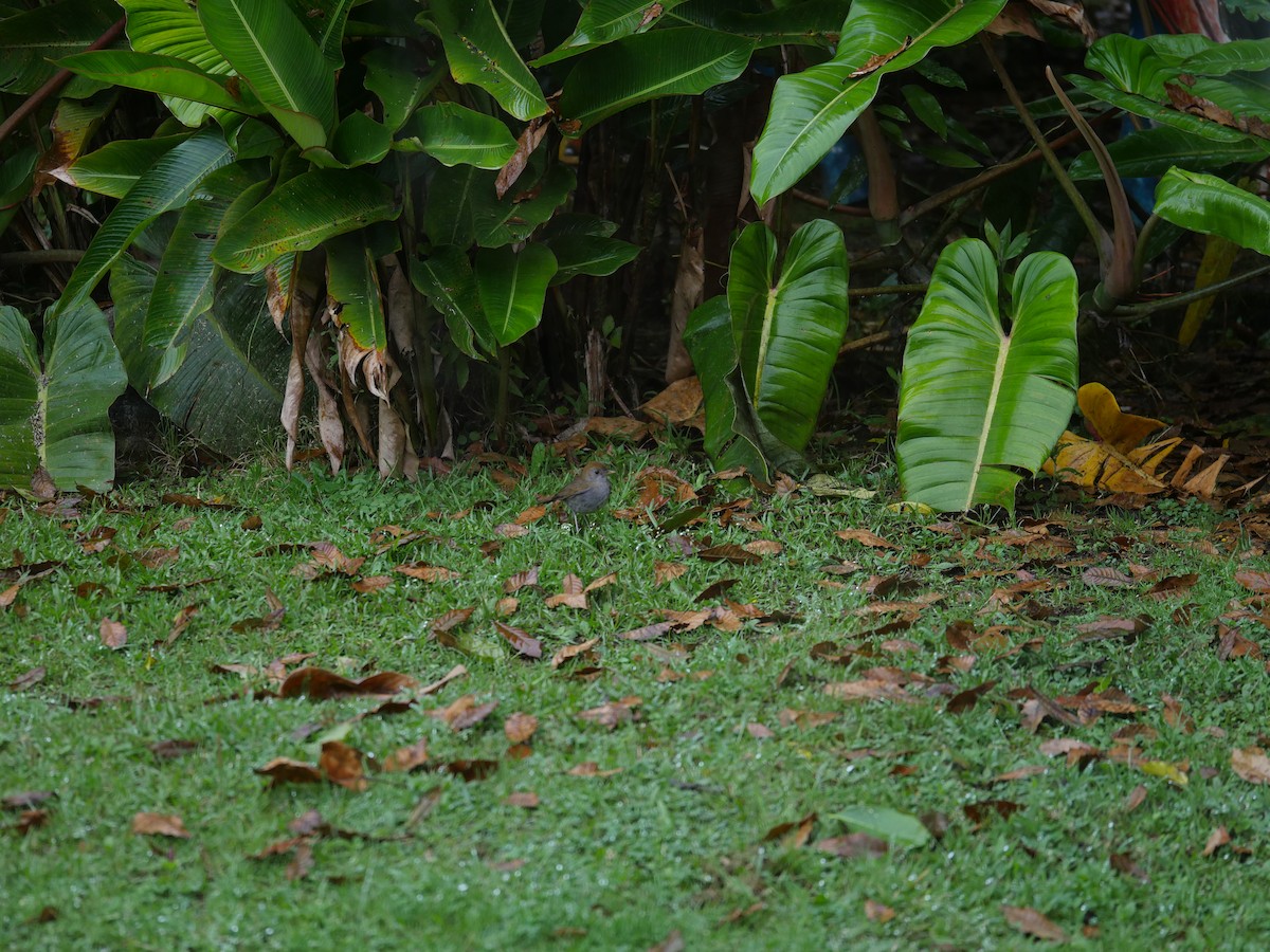 Ruddy-capped Nightingale-Thrush - ML631294136