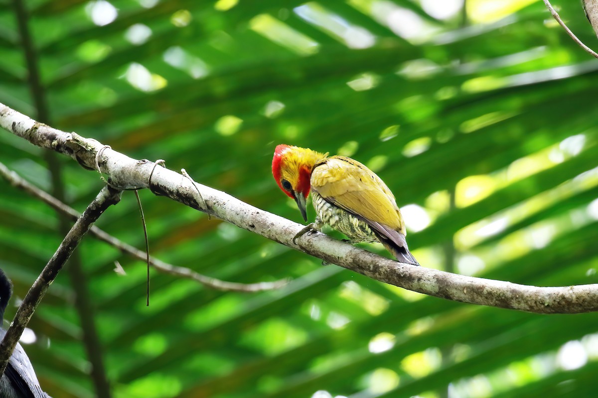 Yellow-throated Woodpecker - ML631294555