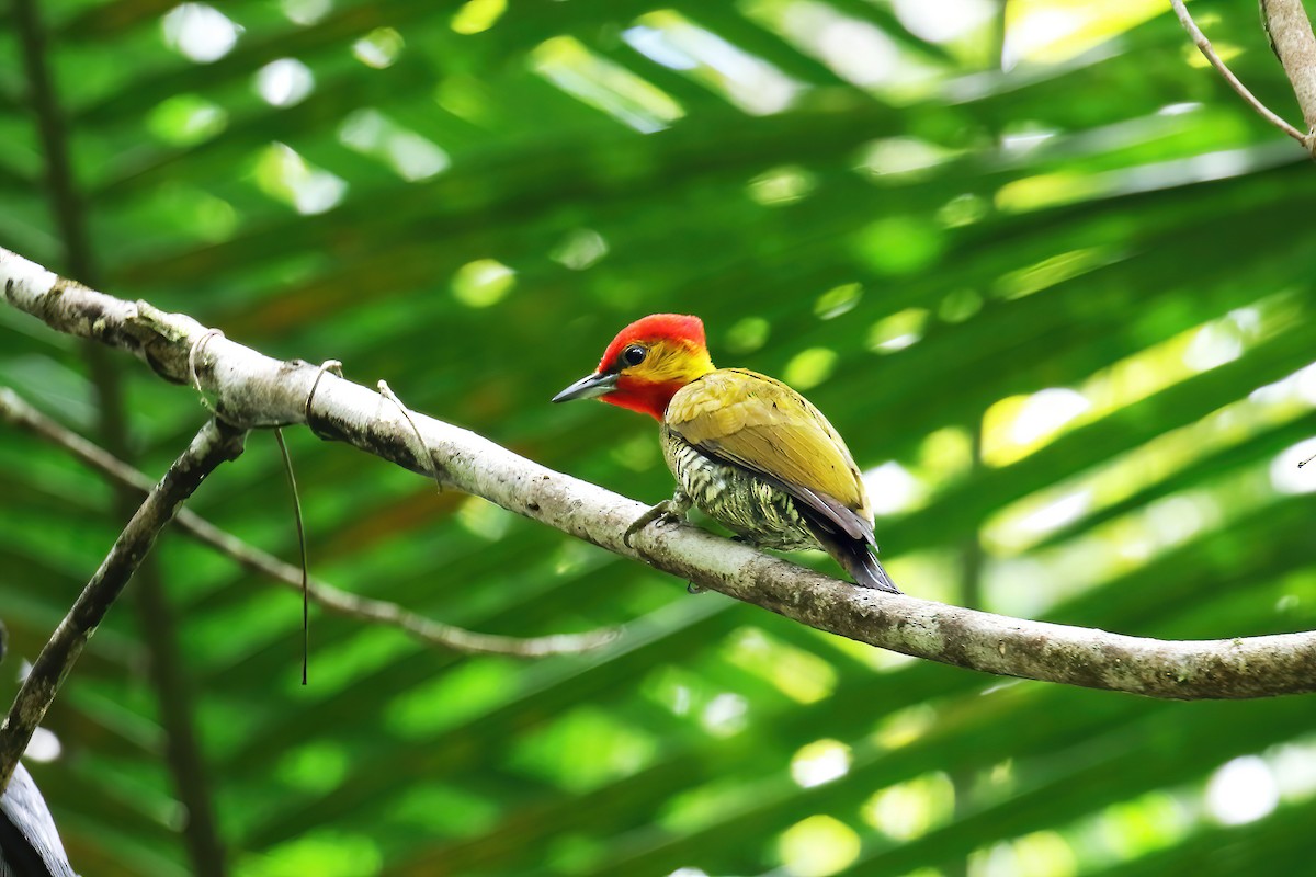 Yellow-throated Woodpecker - ML631294556