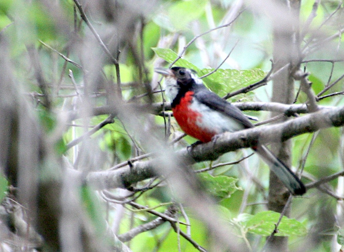 Red-breasted Chat - ML631294601