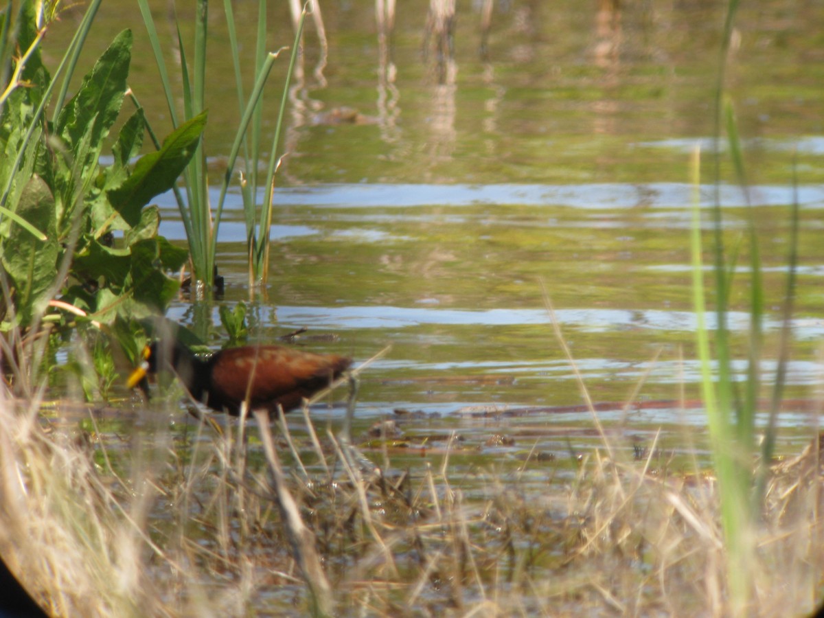 Northern Jacana - ML631294677