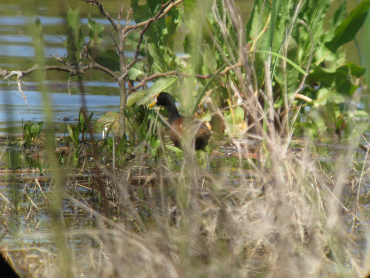 Northern Jacana - ML631294678