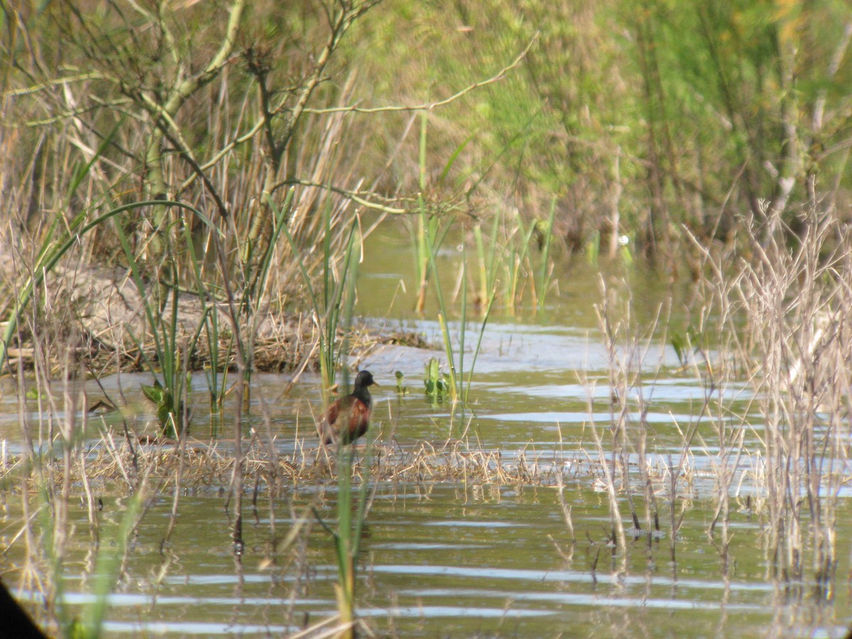 Northern Jacana - ML631294680