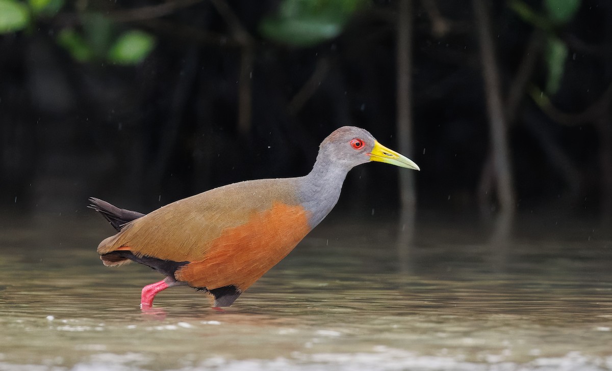 Gray-cowled Wood-Rail - ML631294714