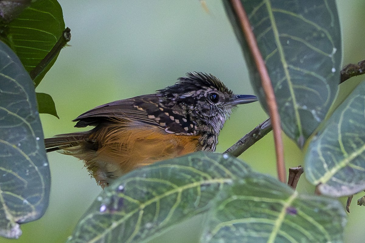 Peruvian Warbling-Antbird - ML631294803