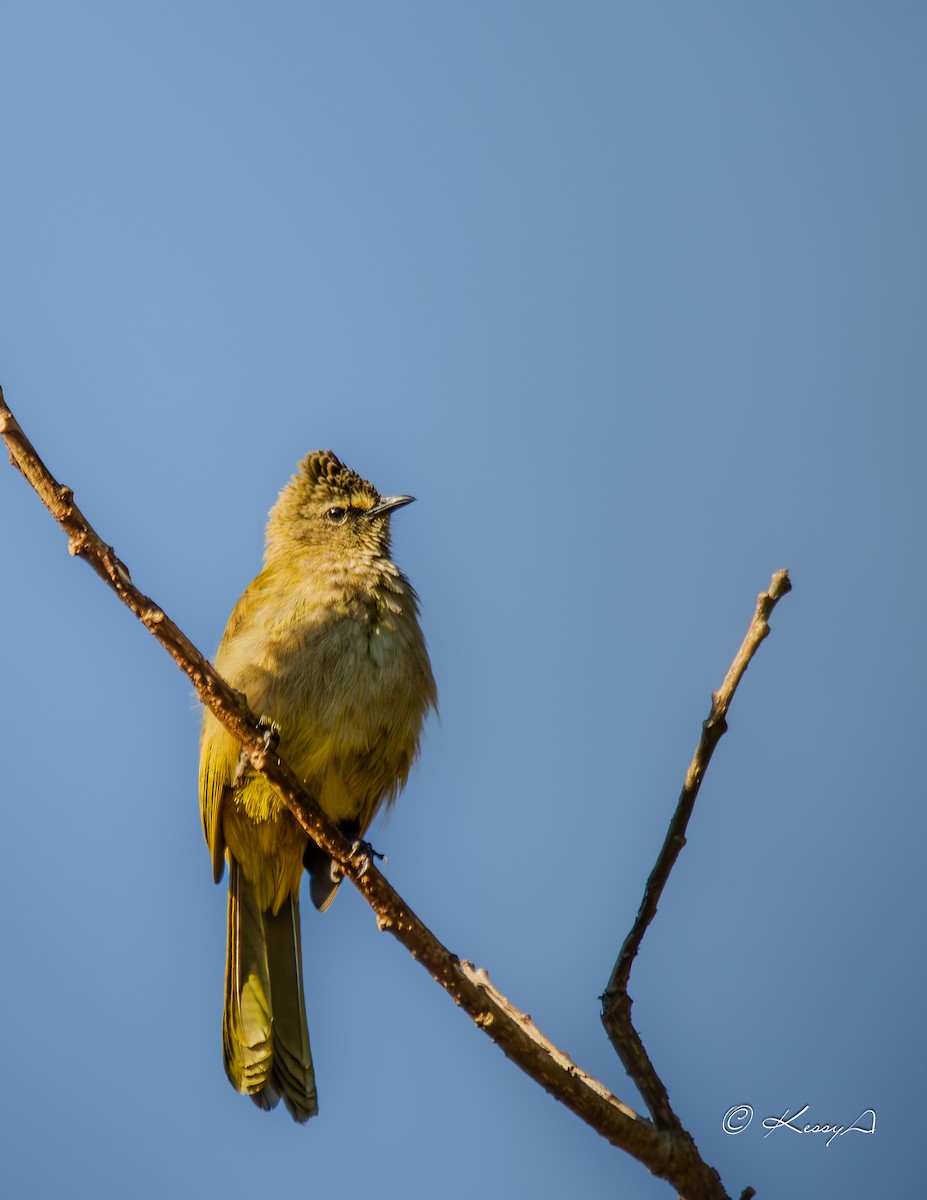 Flavescent Bulbul - ML631295097