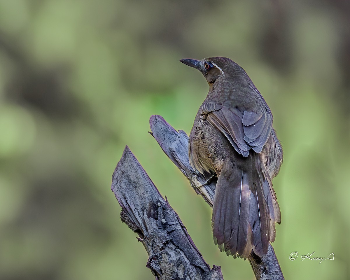 Spot-breasted Laughingthrush - ML631295135