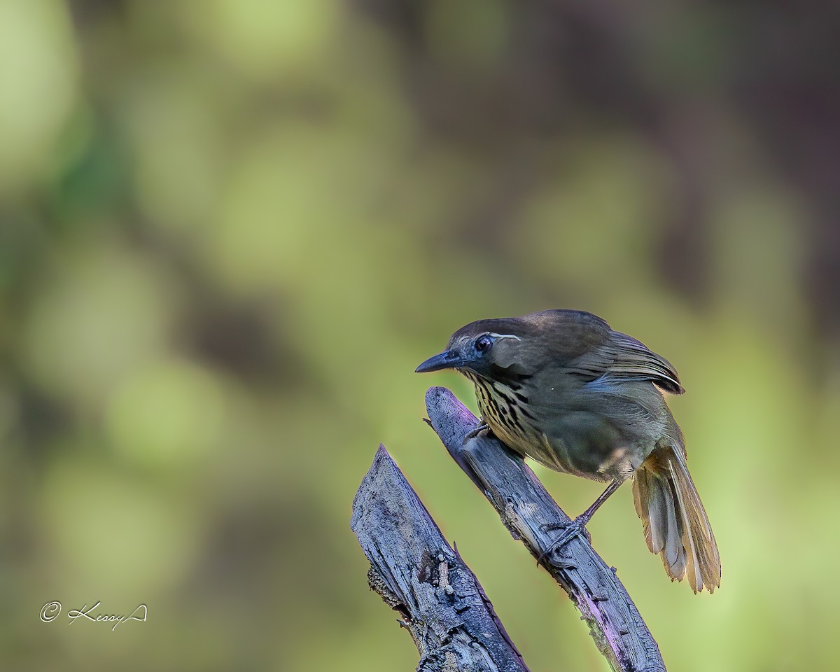 Spot-breasted Laughingthrush - ML631295136