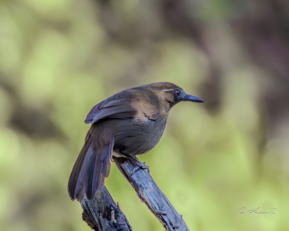 Spot-breasted Laughingthrush - ML631295137