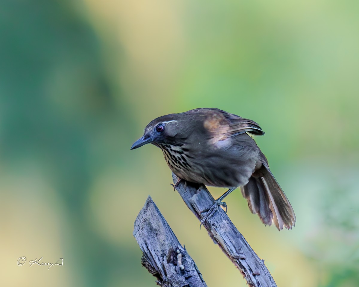 Spot-breasted Laughingthrush - ML631295138