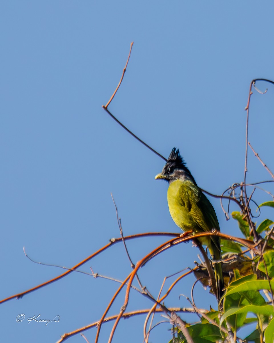 Crested Finchbill - ML631295185