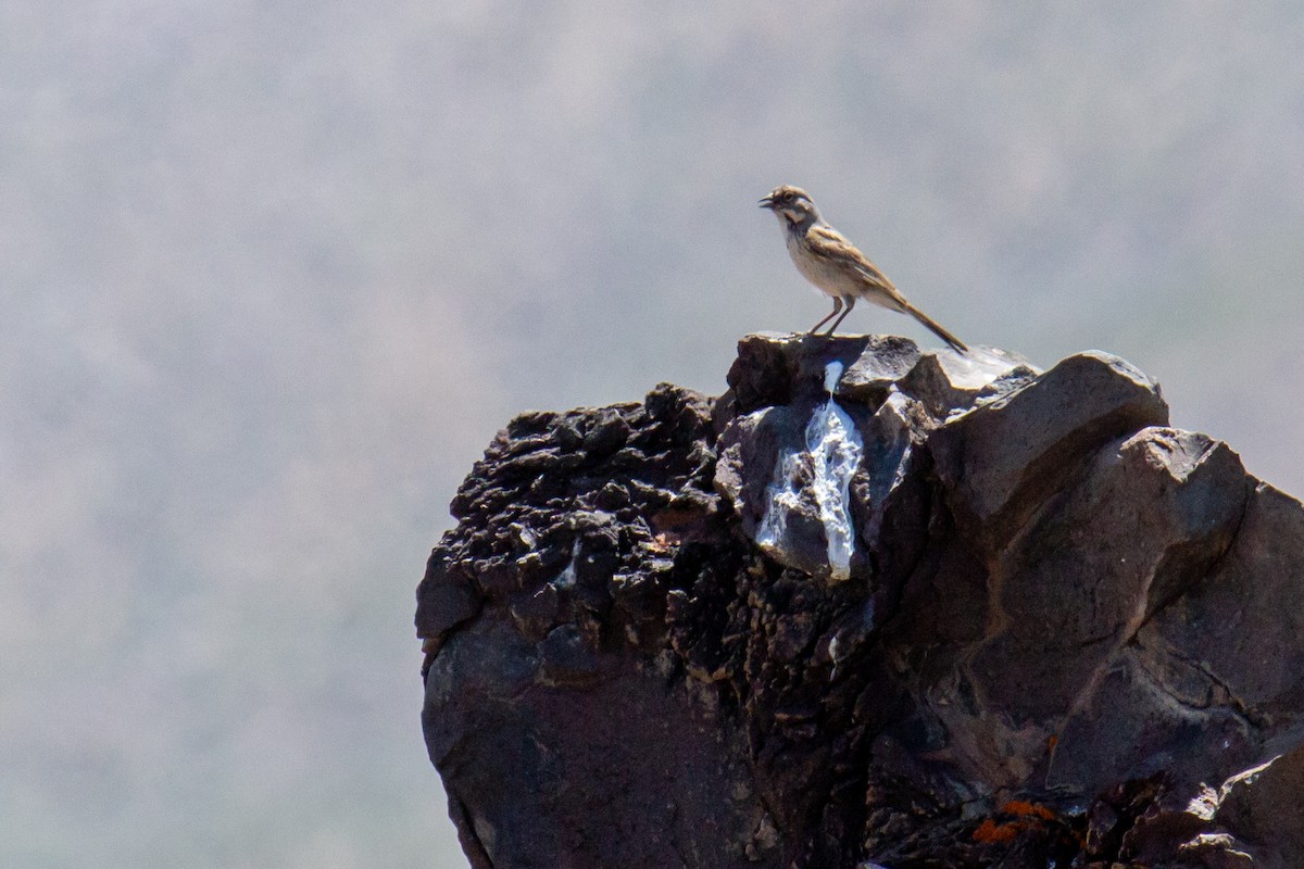 Bell's Sparrow - ML631295211