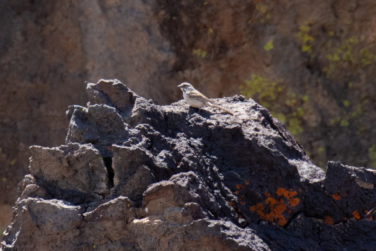 Bell's Sparrow - ML631295212