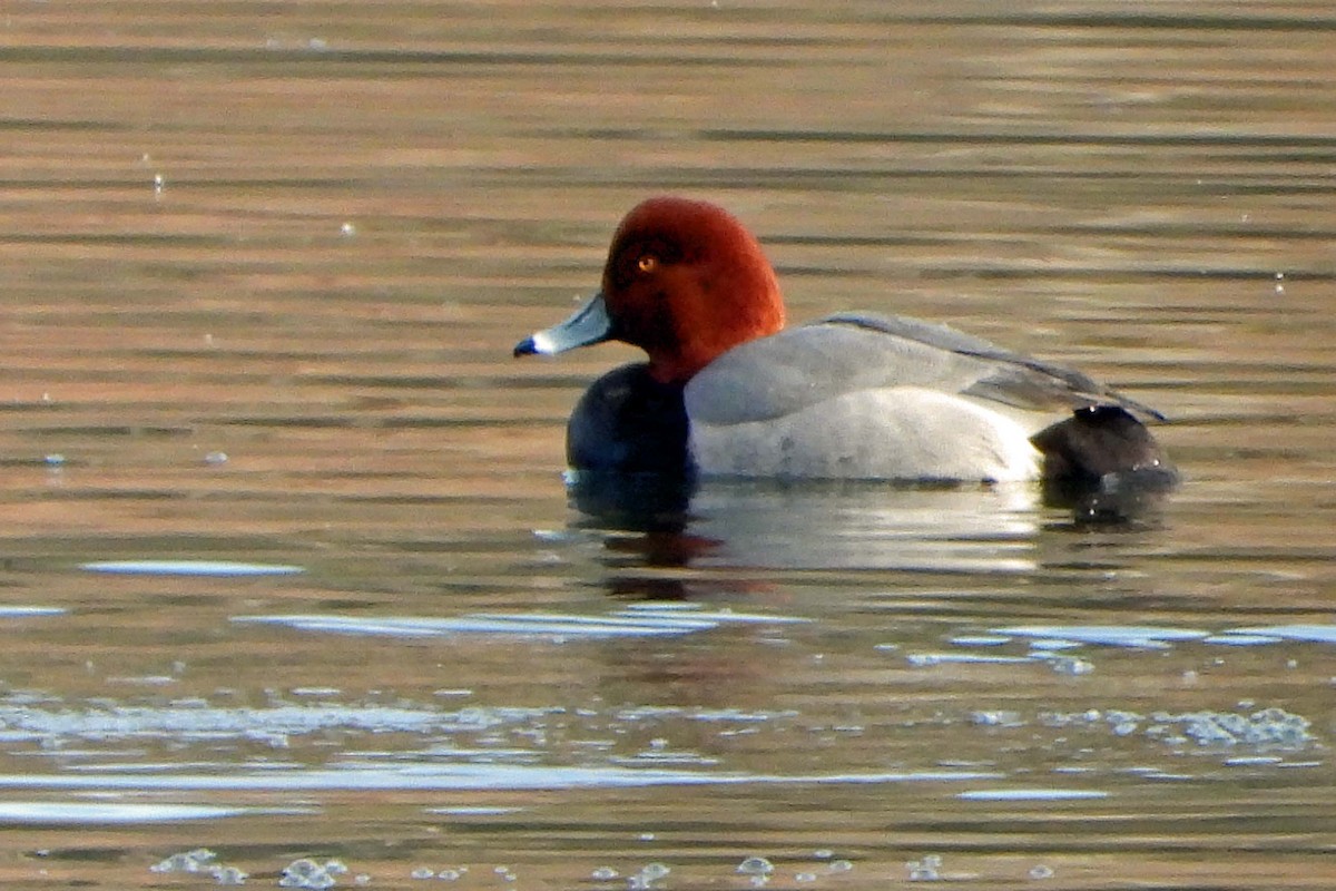 Redhead - ML631295240