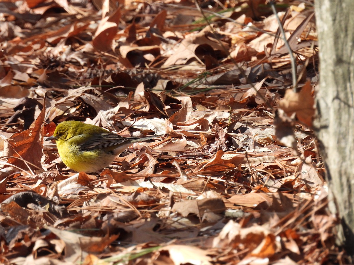 Pine Warbler - ML631295247