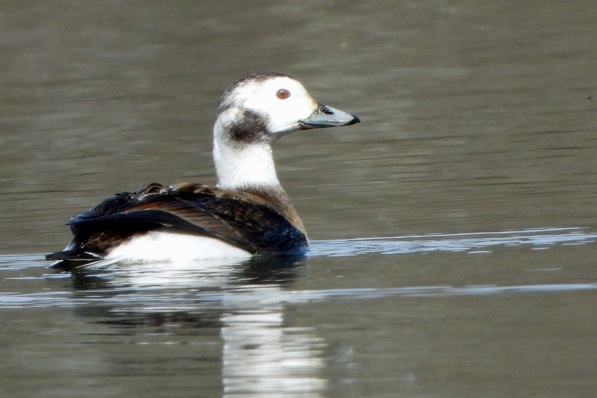 Long-tailed Duck - ML631295248