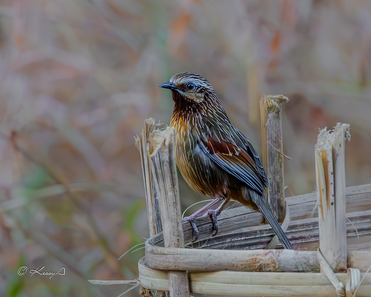 Striped Laughingthrush - ML631295260