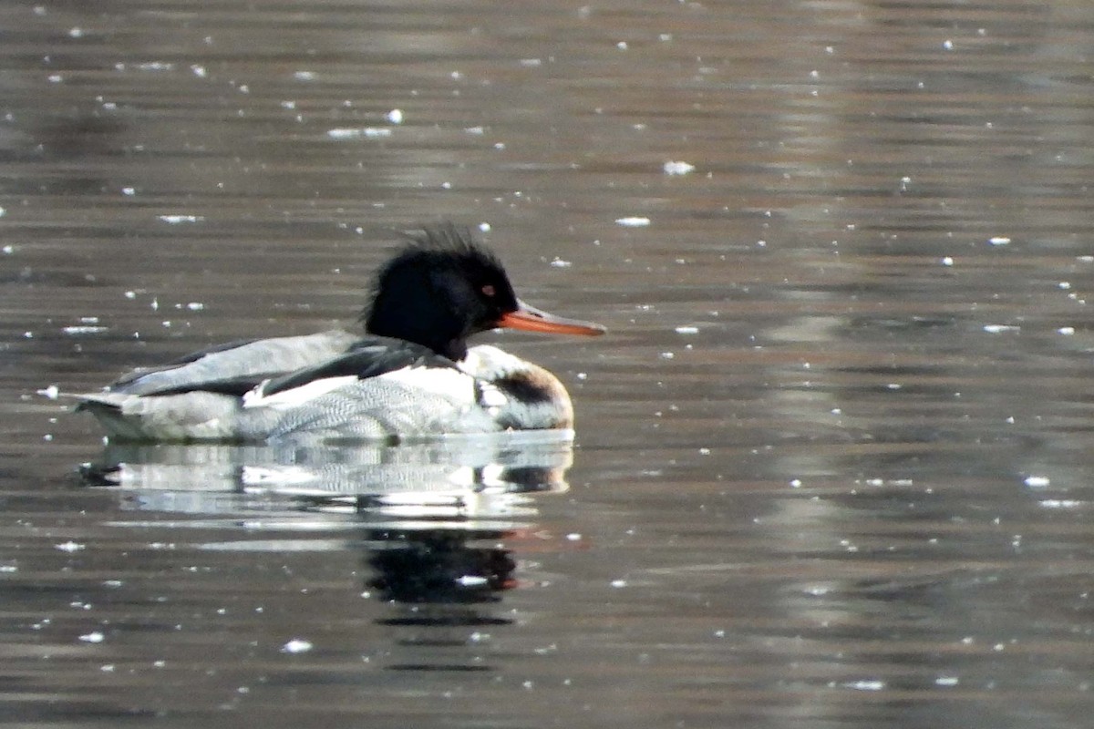 Red-breasted Merganser - ML631295302