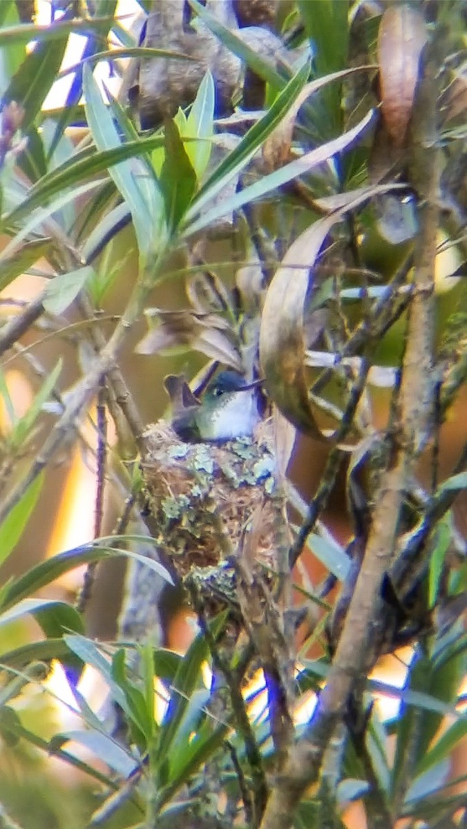 Azure-crowned Hummingbird - ML631295396