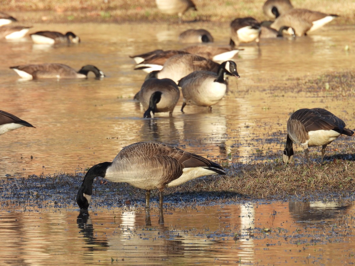Canada Goose - ML631295423