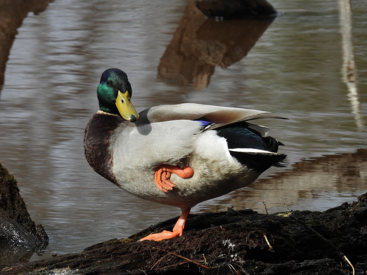 Mallard - ML631295466