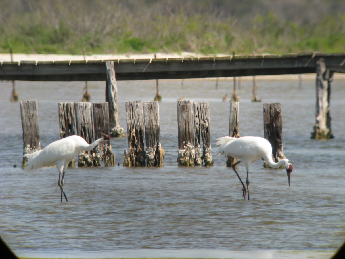 Whooping Crane - ML631295469
