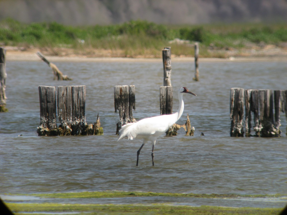 Whooping Crane - ML631295470