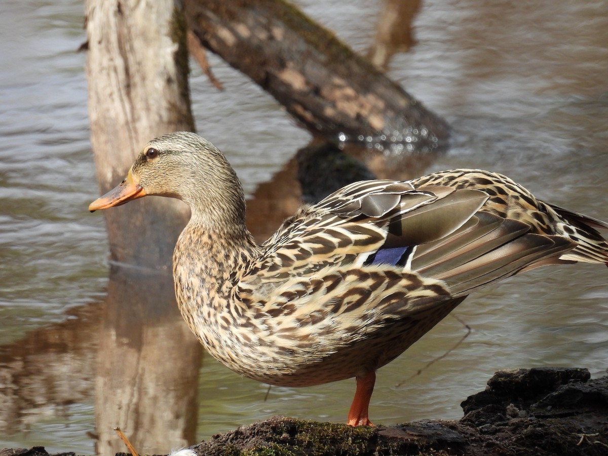 Mallard - ML631295471