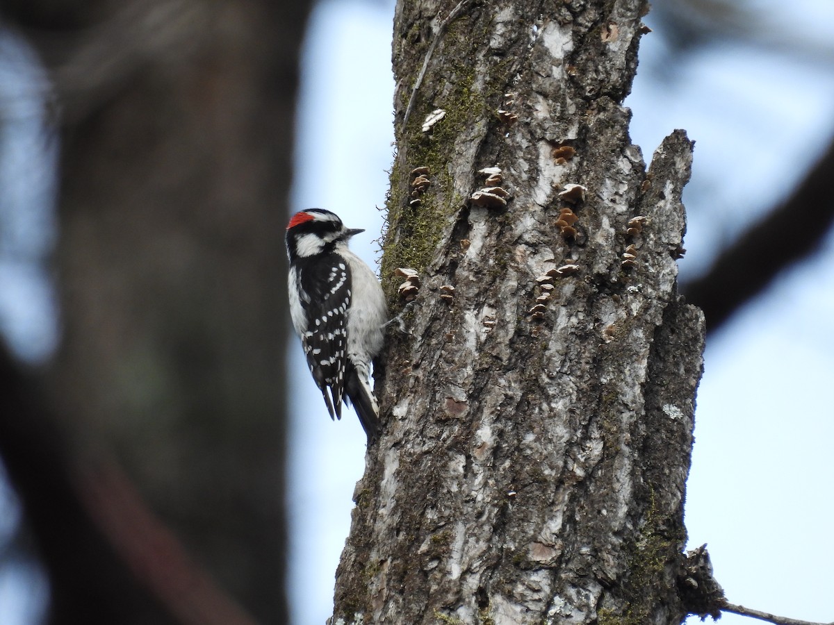 Downy Woodpecker - ML631295488