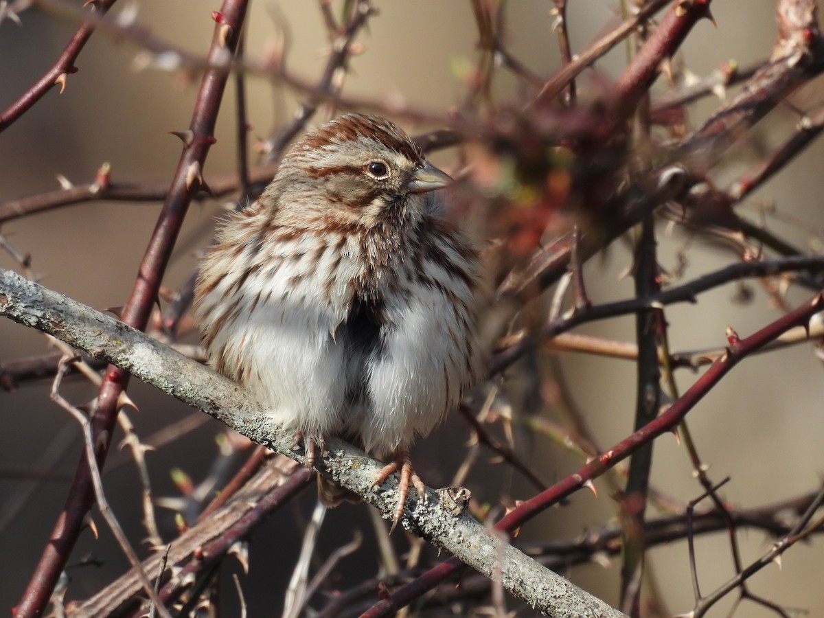 Song Sparrow - ML631295509