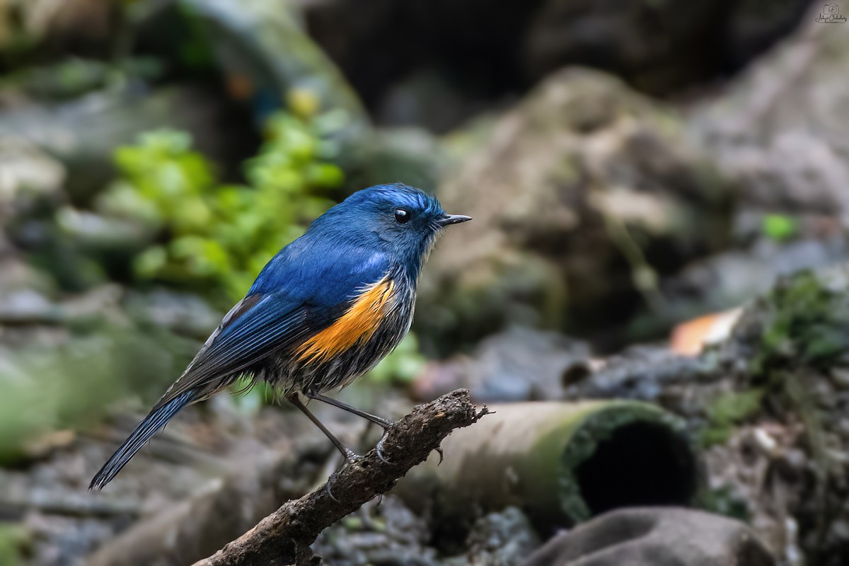 Himalayan Bluetail - ML631295598