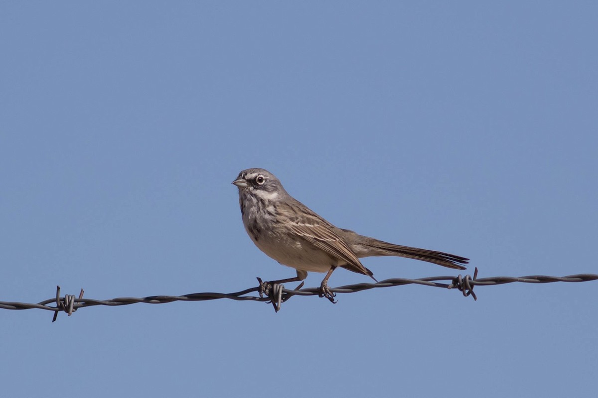Bell's Sparrow - ML631295807