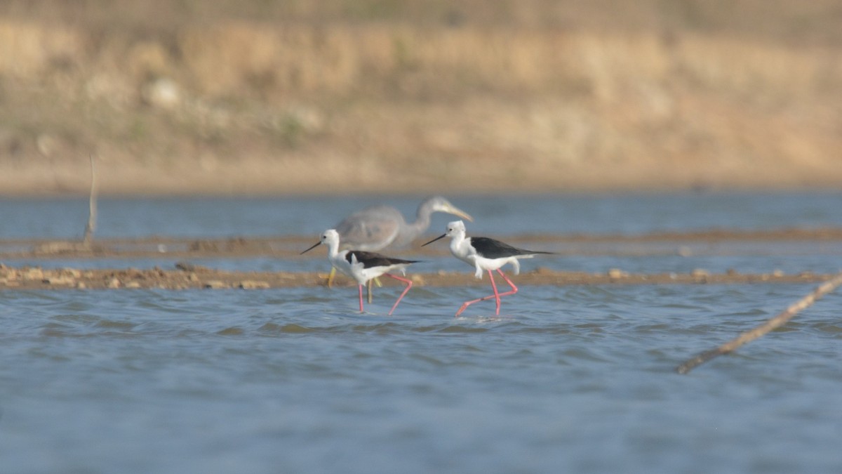 Black-winged Stilt - ML631295892