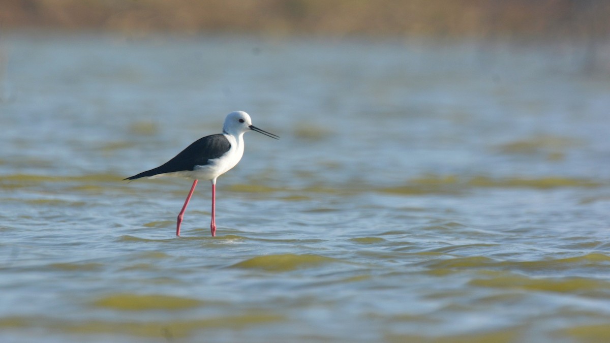 Black-winged Stilt - ML631295893