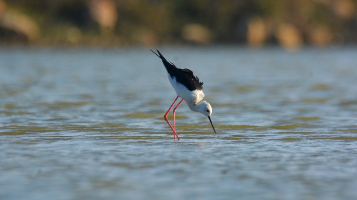 Black-winged Stilt - ML631295894