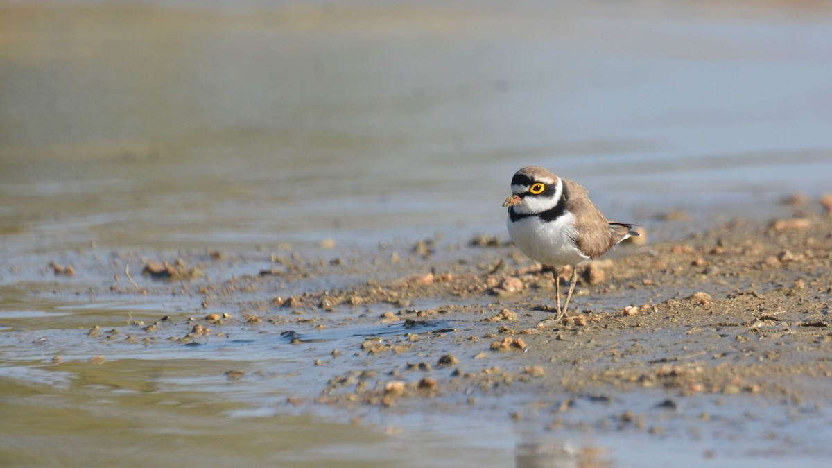 Little Ringed Plover - ML631295912