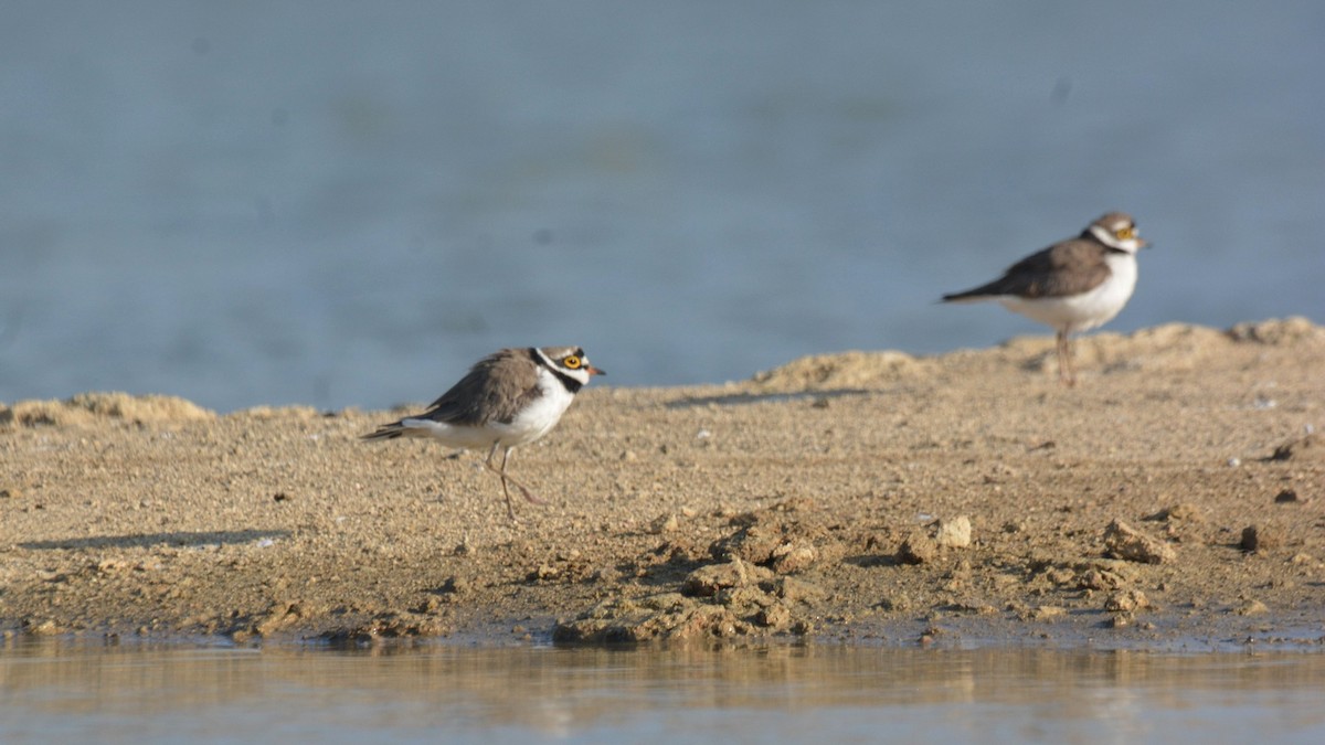 Little Ringed Plover - ML631295913