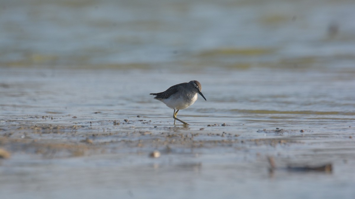 Wood Sandpiper - ML631295946