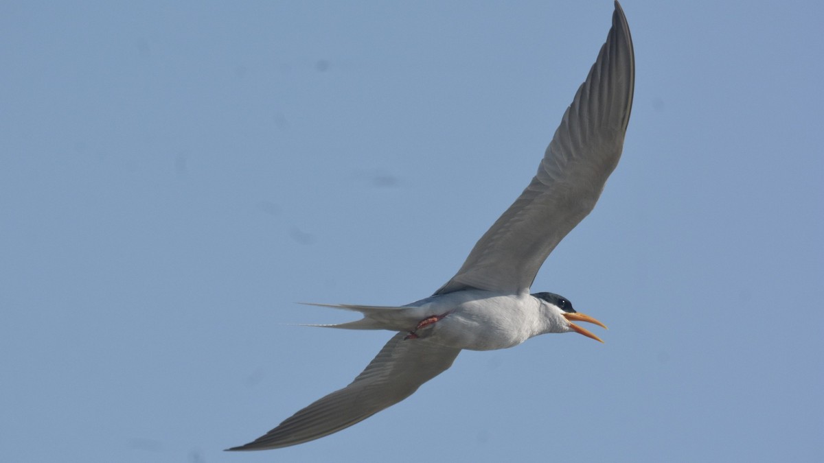 River Tern - ML631295951